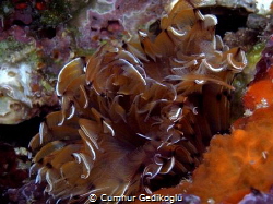 Bispira mariae
Still Life from underwater by Korumar Bay by Cumhur Gedikoglu 